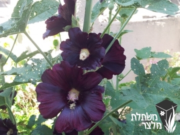 חוטמית - Alcea