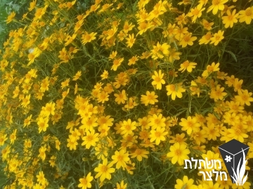 טגטס - Tagetes