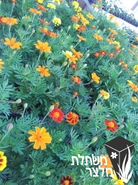 טגטס - Tagetes