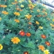 טגטס - Tagetes