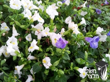 טורניה - Torenia