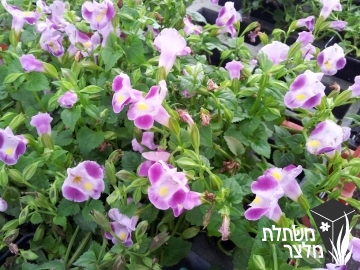 טורניה - Torenia