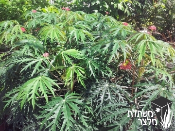 יטרופית - Jatropha