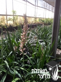 כידונן - Sansevieria