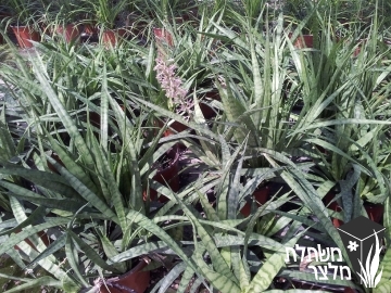 כידונן - Sansevieria