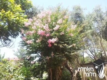 לגרסטמיה  - Lagerstroemia