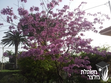 לגרסטמיה  - Lagerstroemia