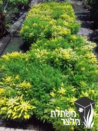 מטה-זהב - Solidago