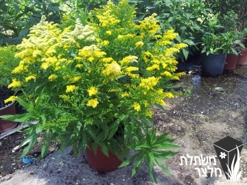 מטה-זהב - Solidago