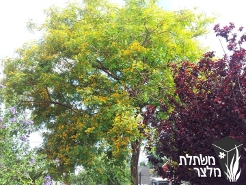 מכנף - Tipuana