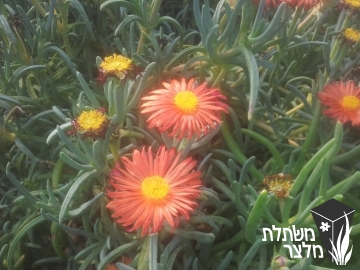 מלפורה - Malephora