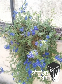 מרגנית - Anagallis