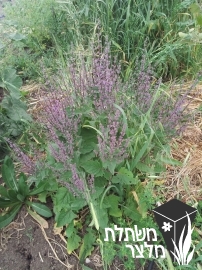 מרוות - Salvia