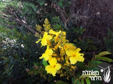 מרקמיה - Markhmia