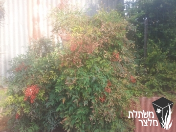 ננדינה - Nandina