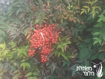 ננדינה - Nandina