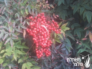 ננדינה - Nandina