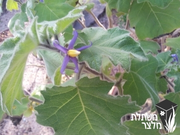 סולנום - Solanum