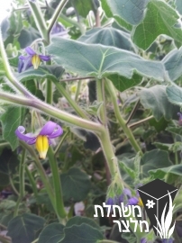 סולנום - Solanum