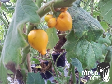 סולנום - Solanum