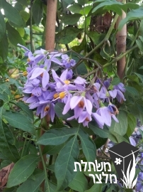 סולנום - Solanum