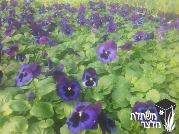 סיגל x אמנון ותמר - Viola