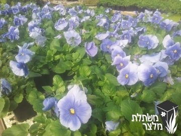 סיגל x אמנון ותמר - Viola