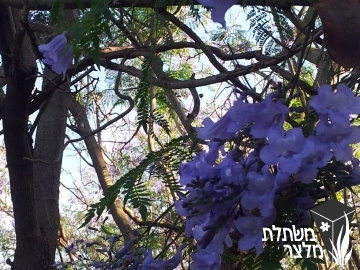 סיגלון (ג'קרנדה) - Jacaranda