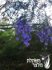 סיגלון (ג'קרנדה) - Jacaranda