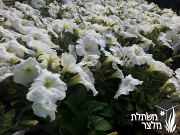 פטוניה - Petunia