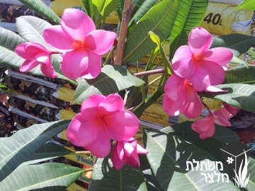 פלומריה - Plumeria