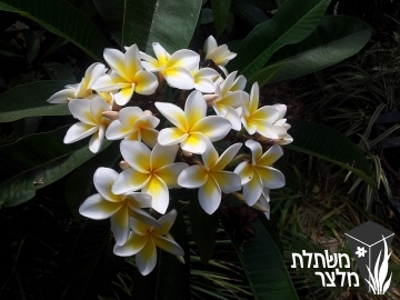 פלומריה - Plumeria