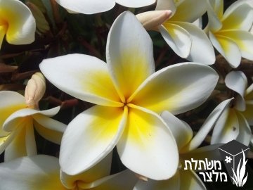 פלומריה - Plumeria