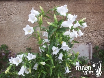 פעמונית - Campanula
