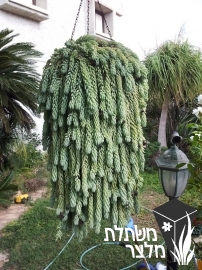 צורית - Sedum