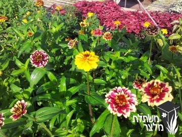 ציניה - Zinnia