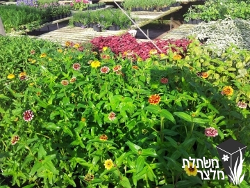 ציניה - Zinnia