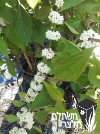 קליקרפה - Callicarpa