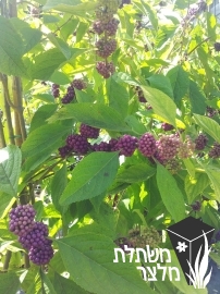 קליקרפה - Callicarpa