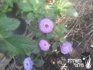 קנטרתון - Centratherum