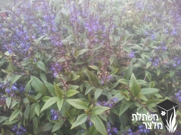 קערורית - Scutellaria