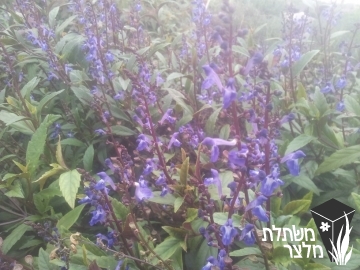 קערורית - Scutellaria