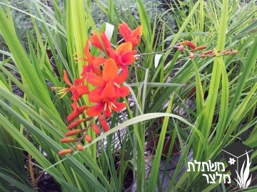 קרוקוסמיה - Crocosmia