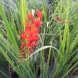 קרוקוסמיה - Crocosmia