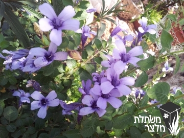 רואלייה - Ruellia