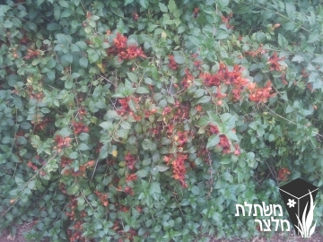 רוטיה - Ruttya