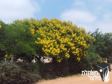 שלטית - Peltophorum