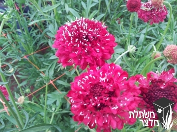 תגית - Scabiosa