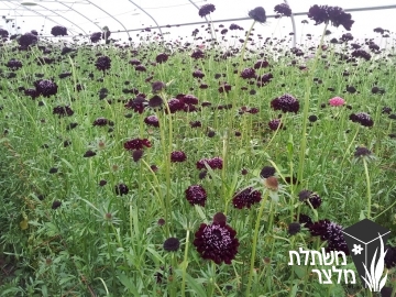 תגית - Scabiosa