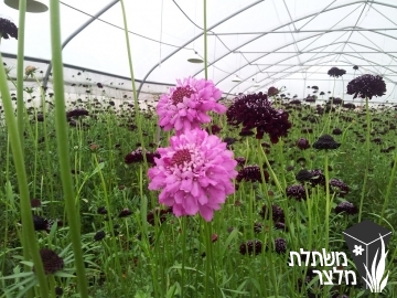 תגית - Scabiosa